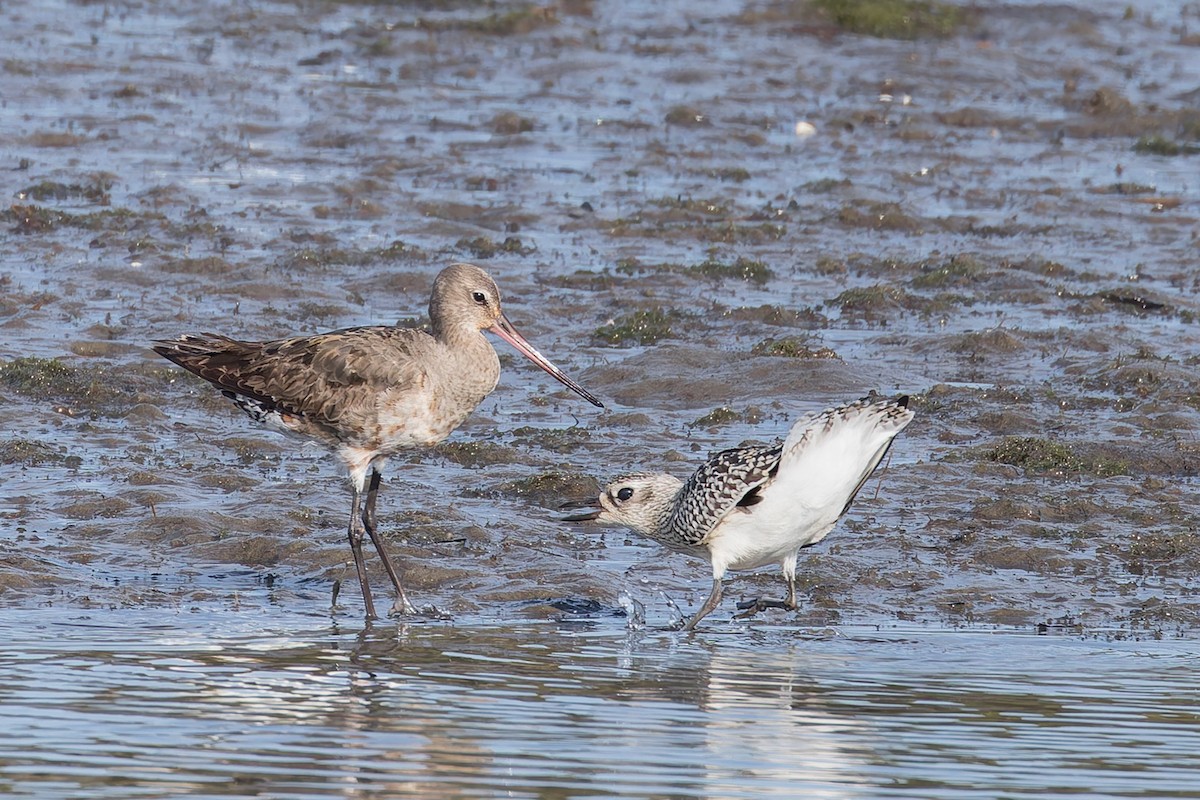 Hudsonian Godwit - ML643099416