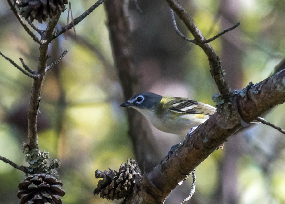Graukopfvireo - ML643099418