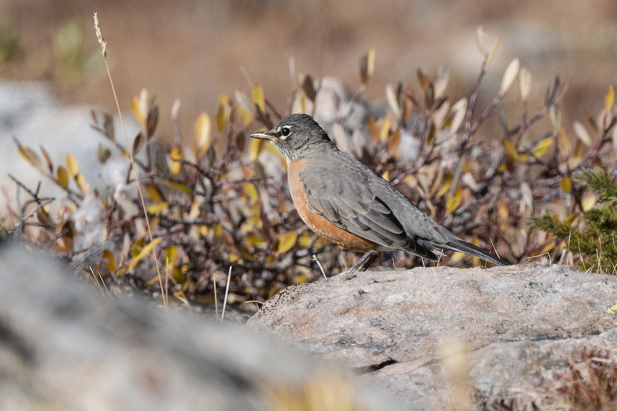 American Robin - ML643099419