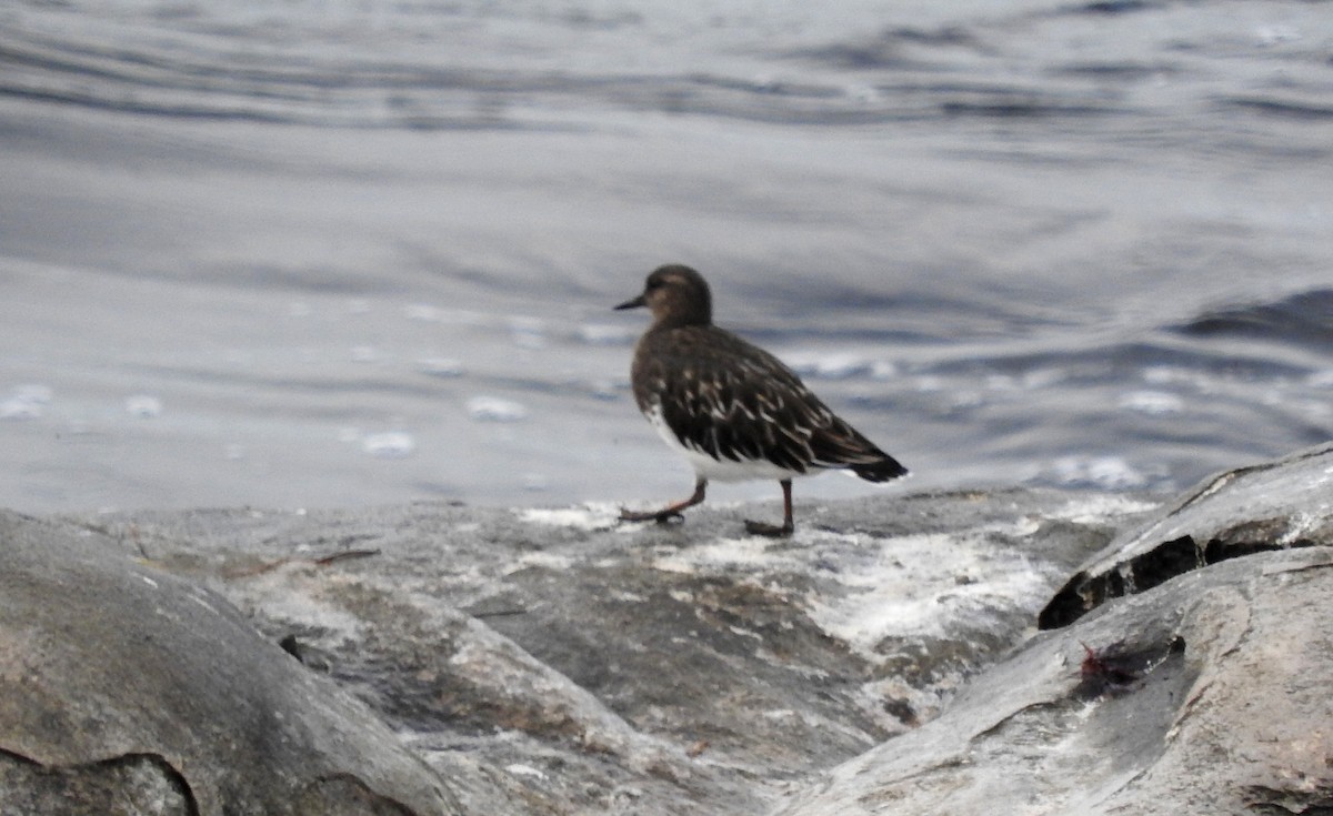 Black Turnstone - ML643099427