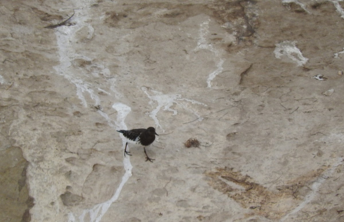 Black Turnstone - ML643099428