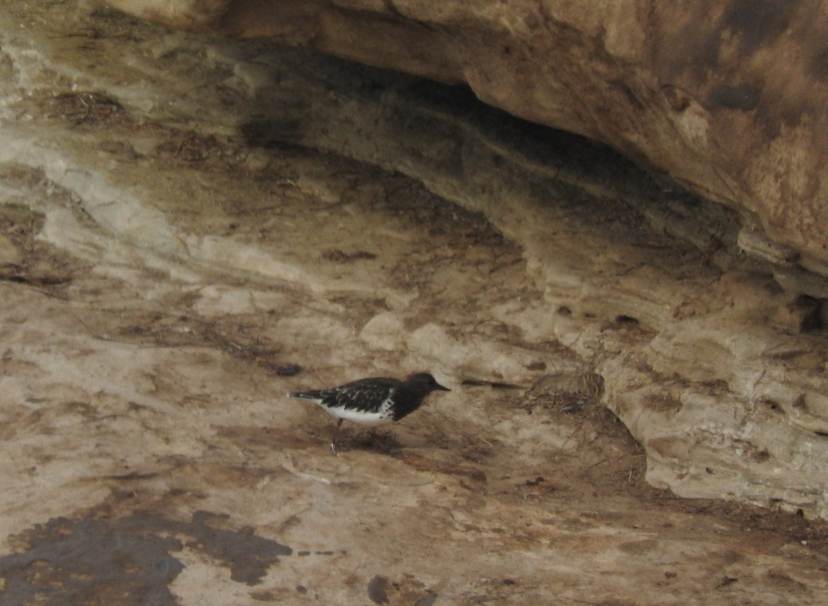 Black Turnstone - ML643099429