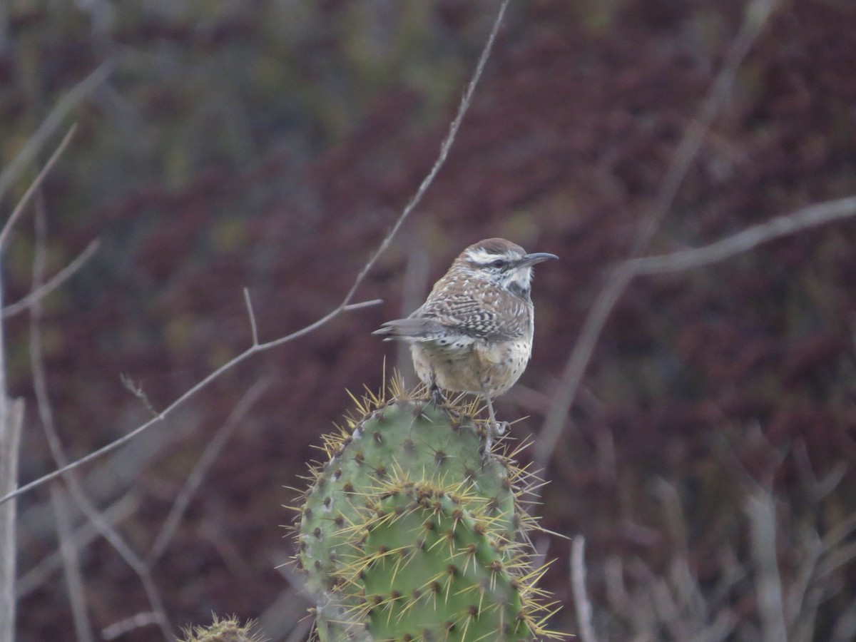 Cactus Wren - ML643099461