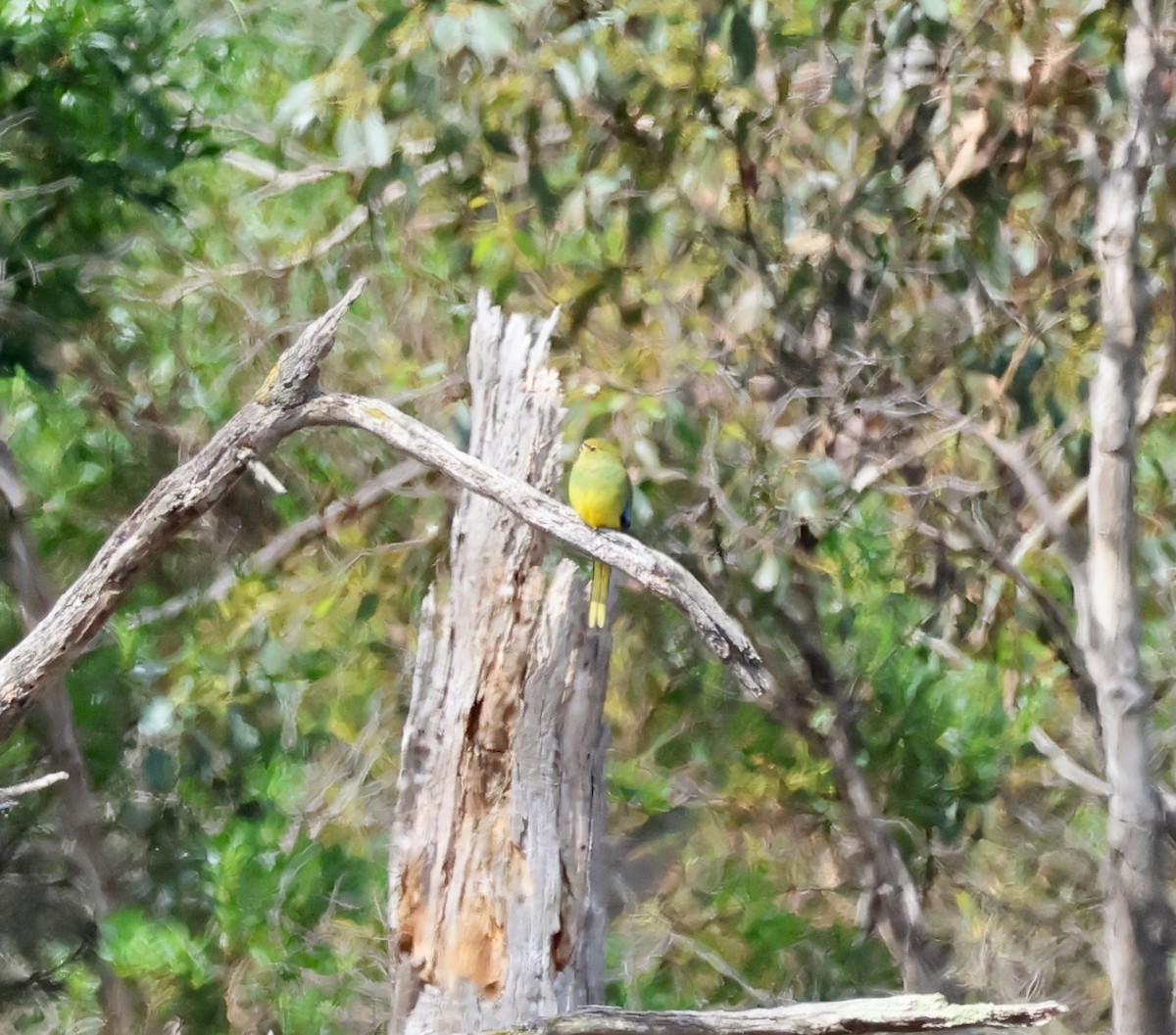 Blue-winged Parrot - ML643099469