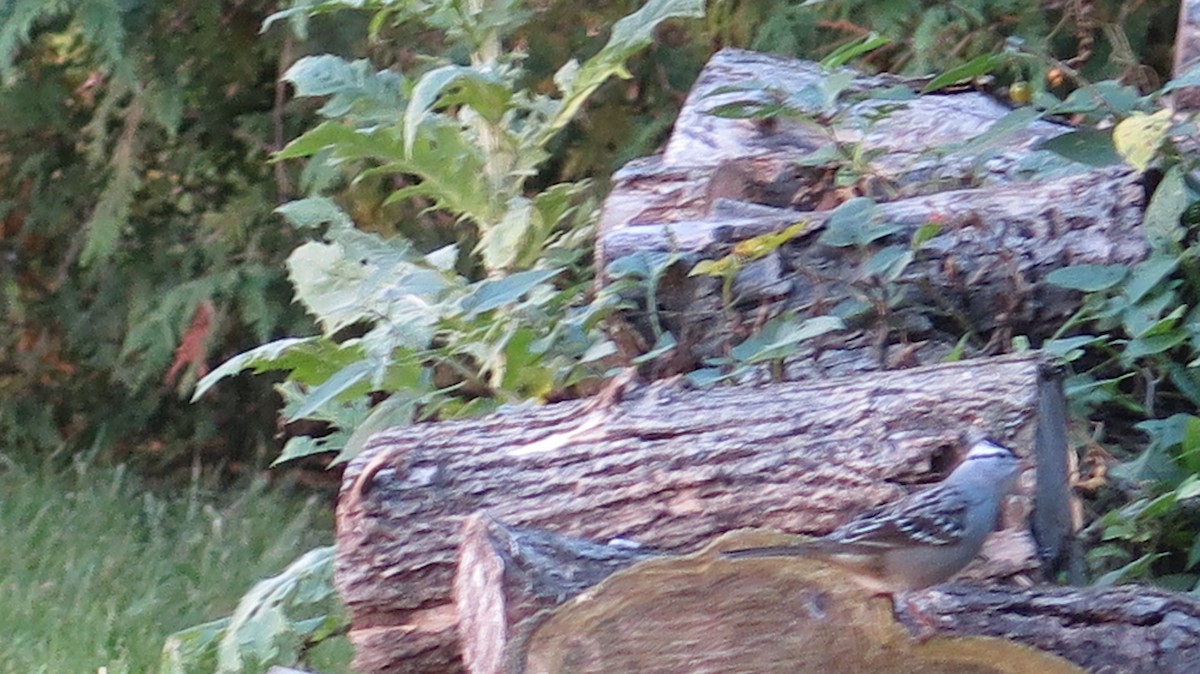 White-crowned Sparrow - ML643099471