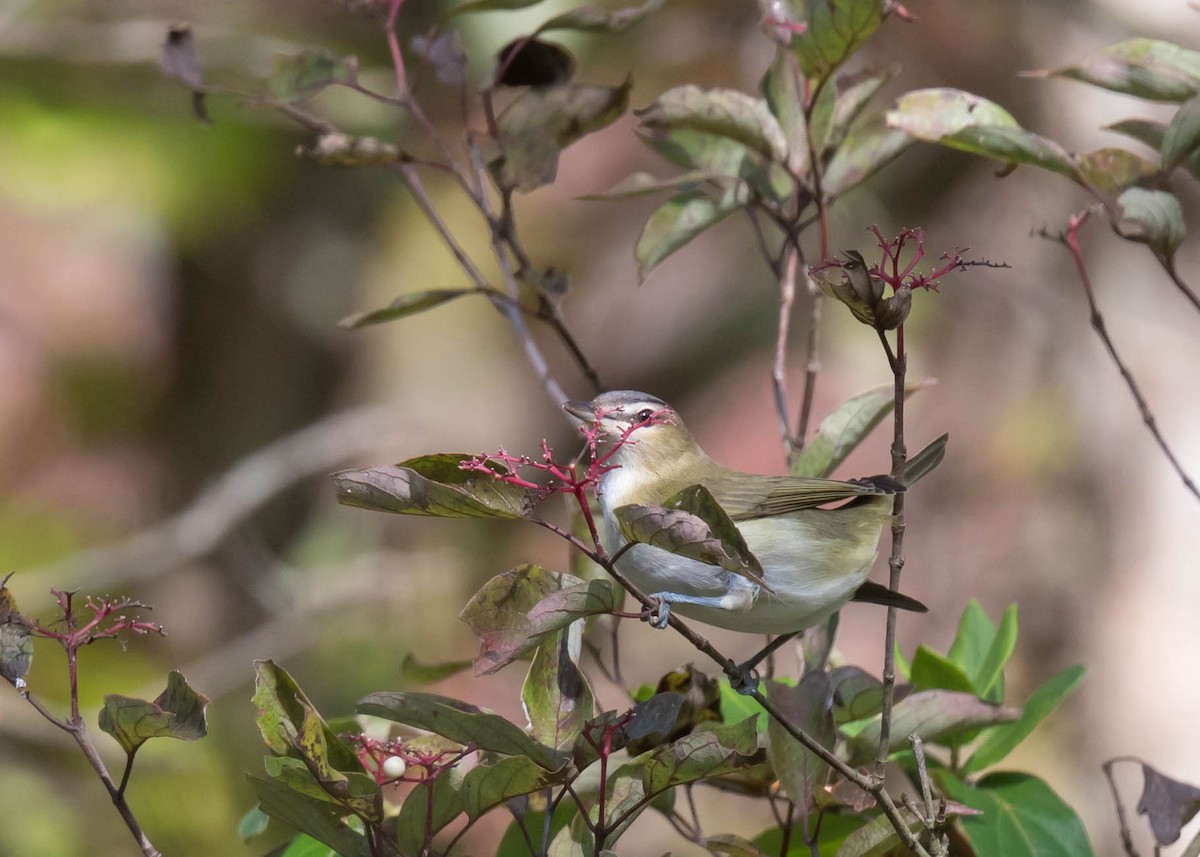 Rotaugenvireo - ML643099486