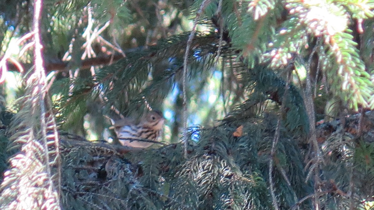 Ovenbird - ML643099497