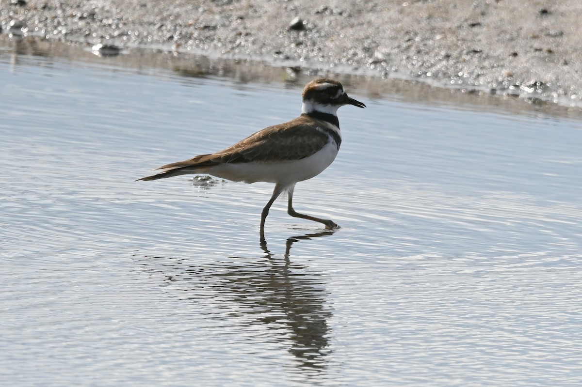 Killdeer - ML643099530