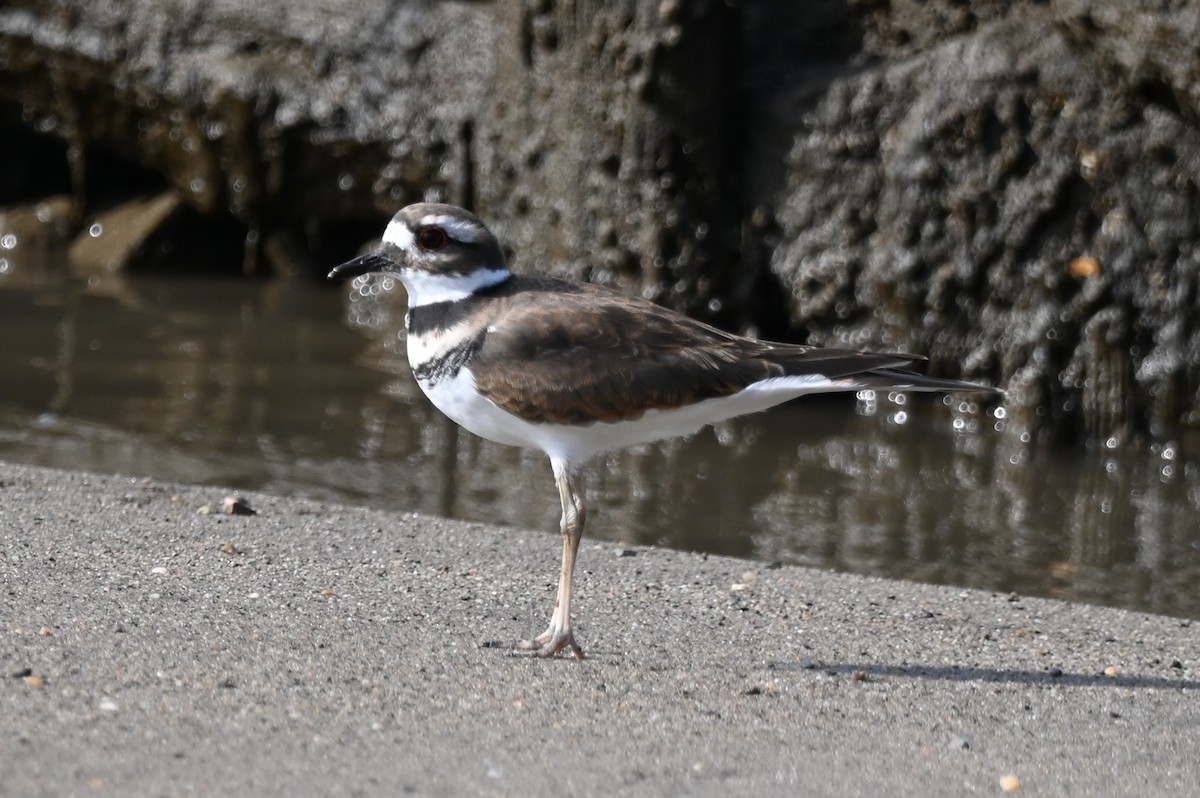 Killdeer - ML643099531