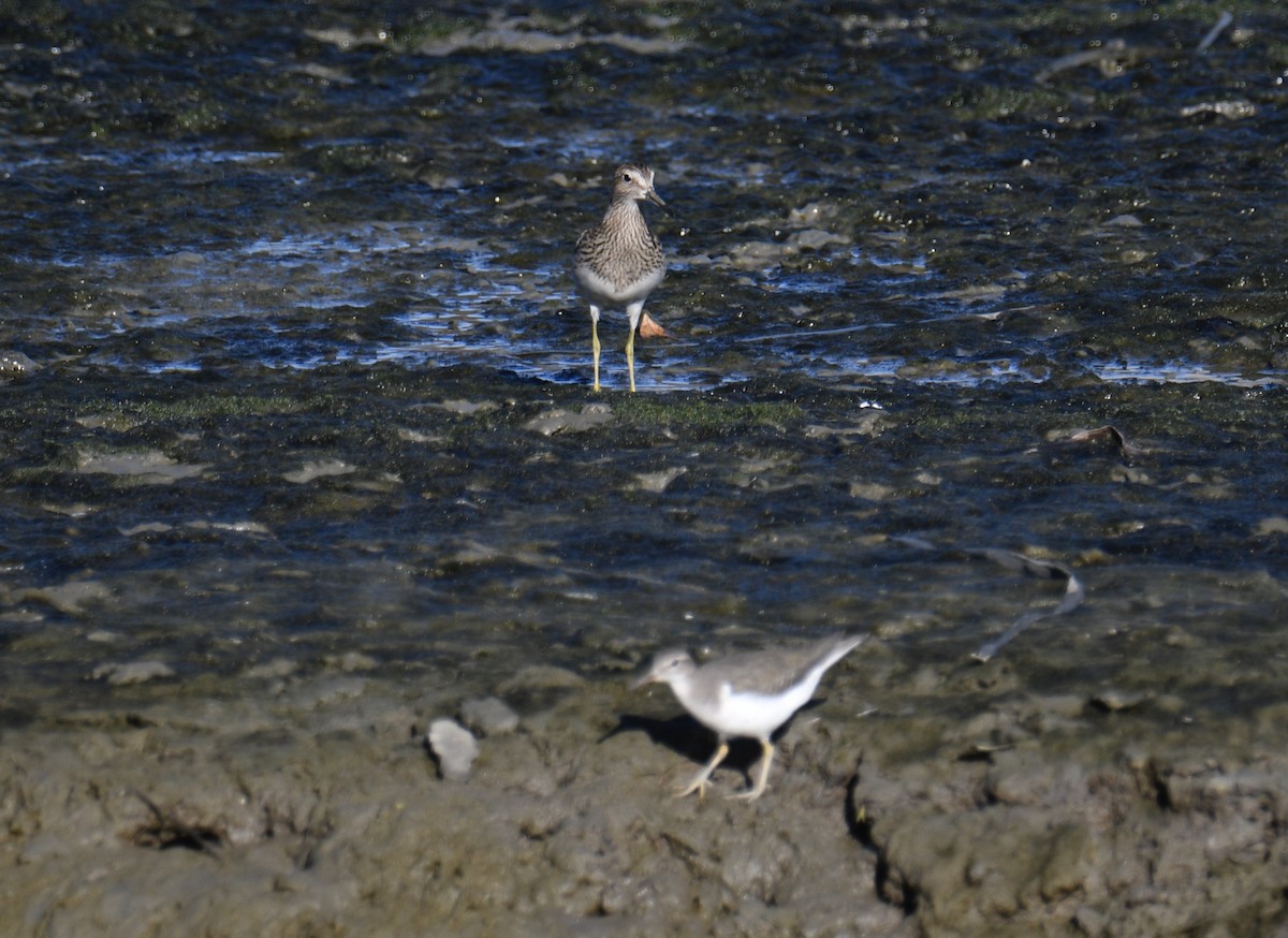 美洲尖尾濱鷸 - ML643099537