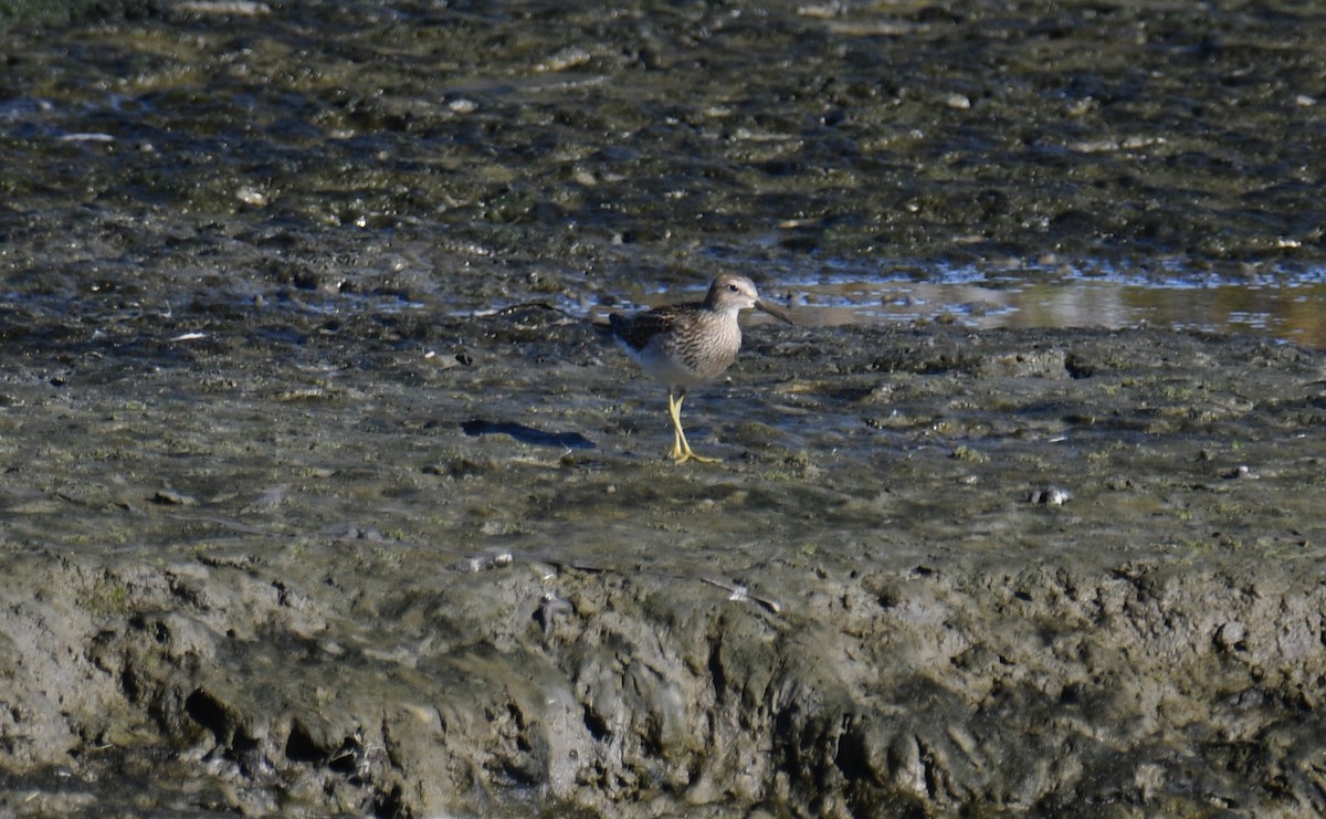 美洲尖尾濱鷸 - ML643099539