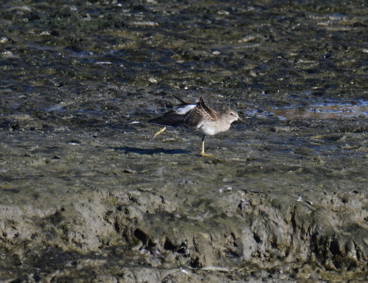 美洲尖尾濱鷸 - ML643099546