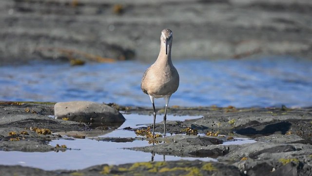 Hudsonian Godwit - ML643099549
