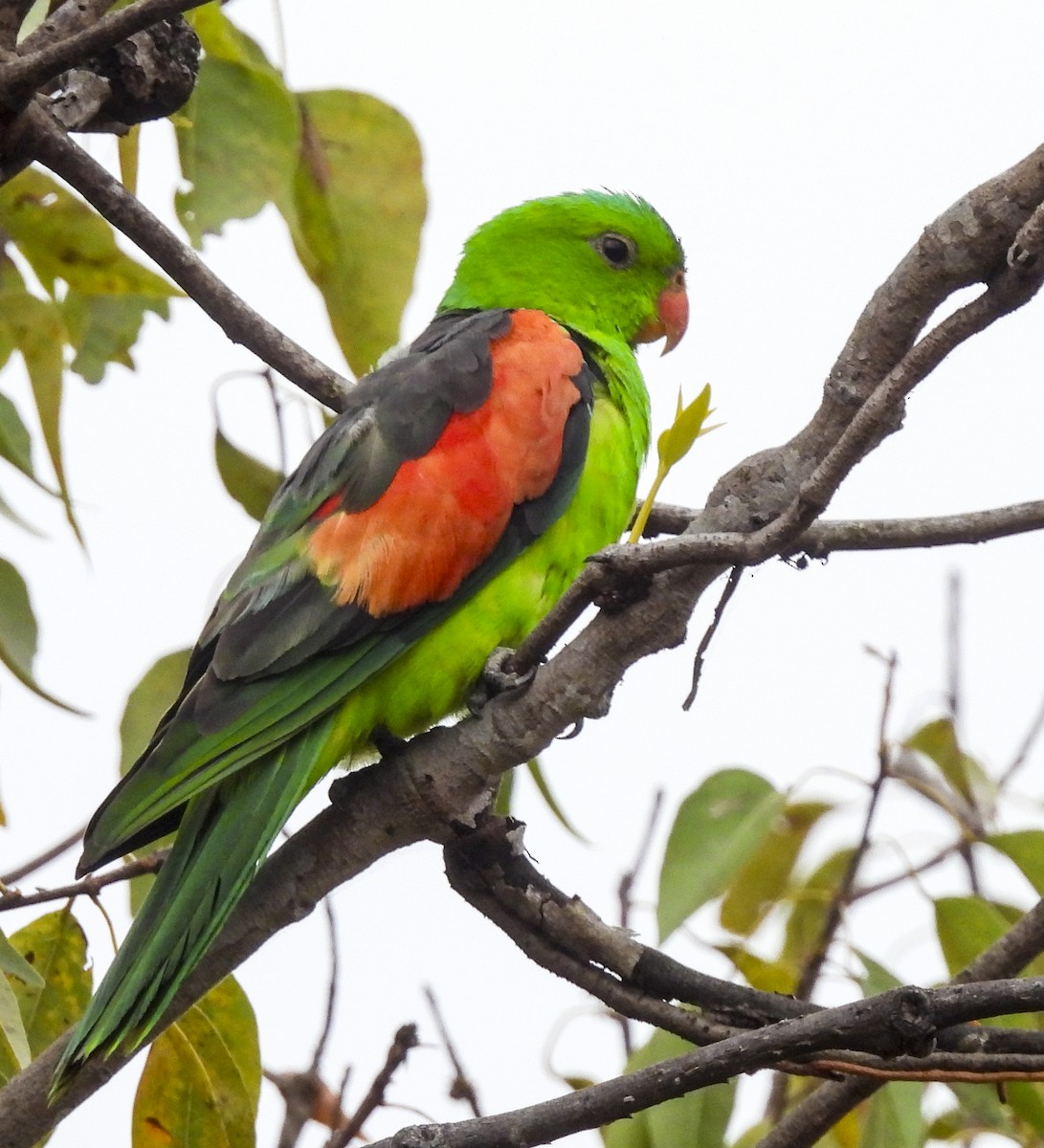 Red-winged Parrot - ML643099554