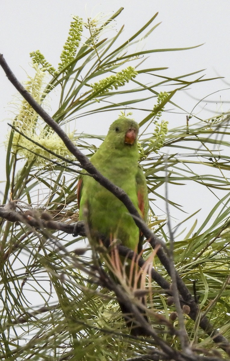 Red-winged Parrot - ML643099555