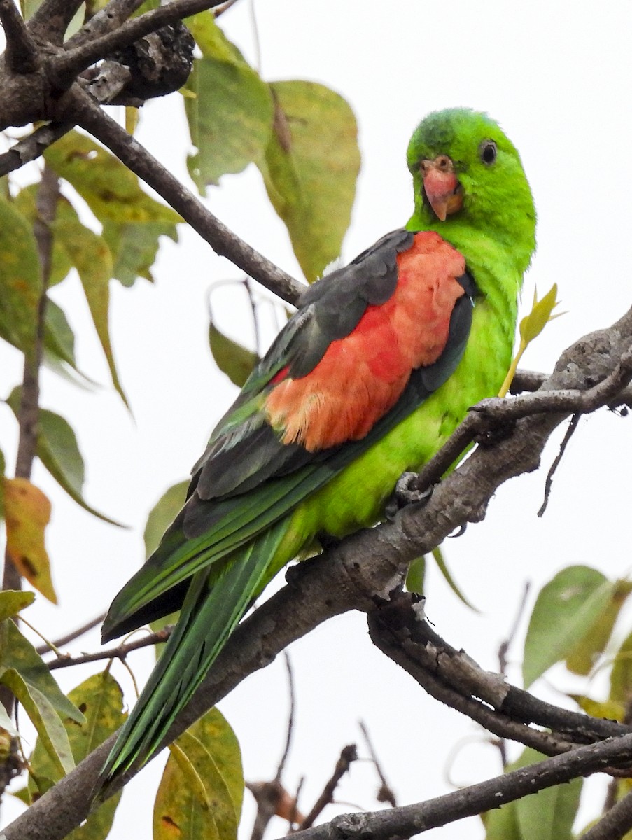 Red-winged Parrot - ML643099556