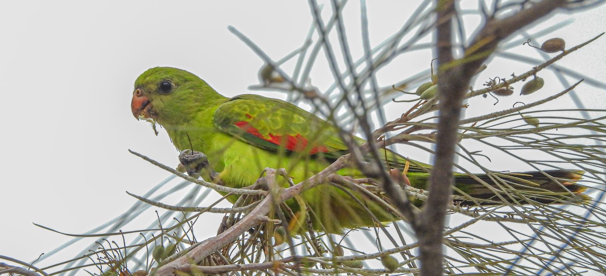Red-winged Parrot - ML643099557