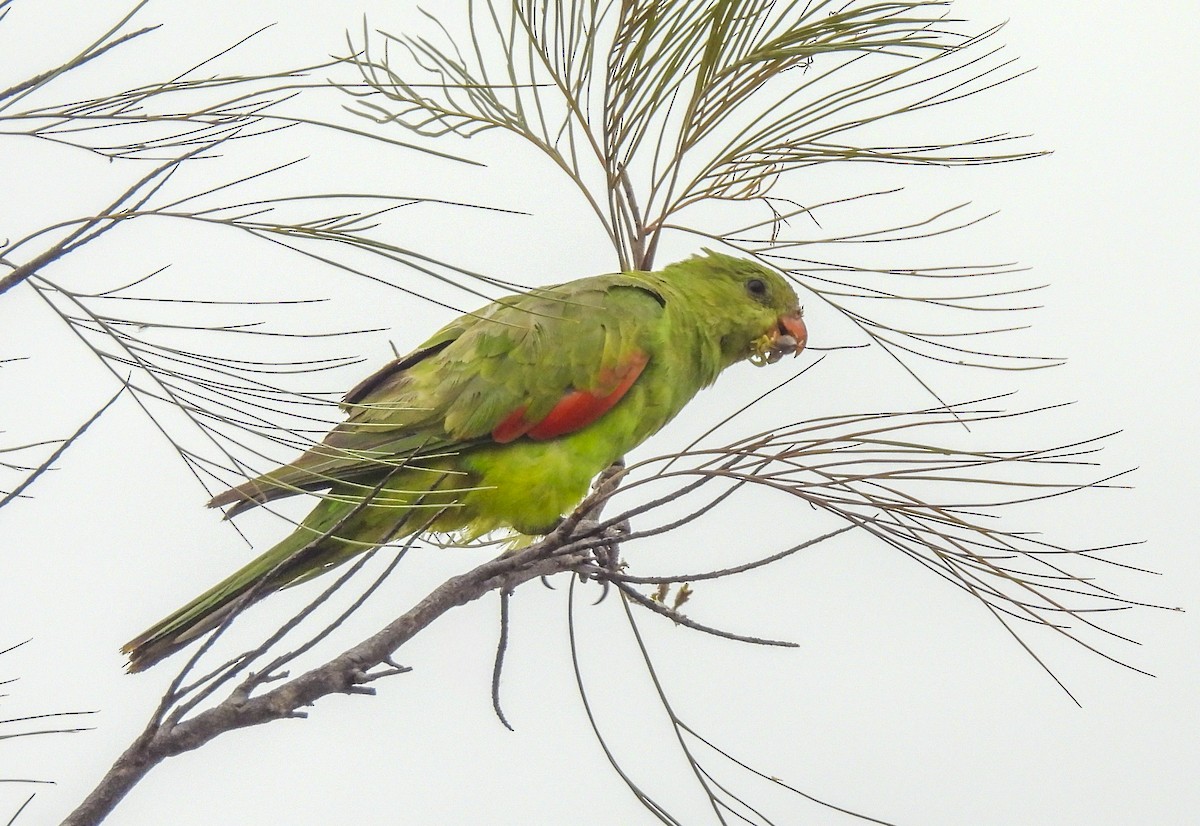Red-winged Parrot - ML643099558