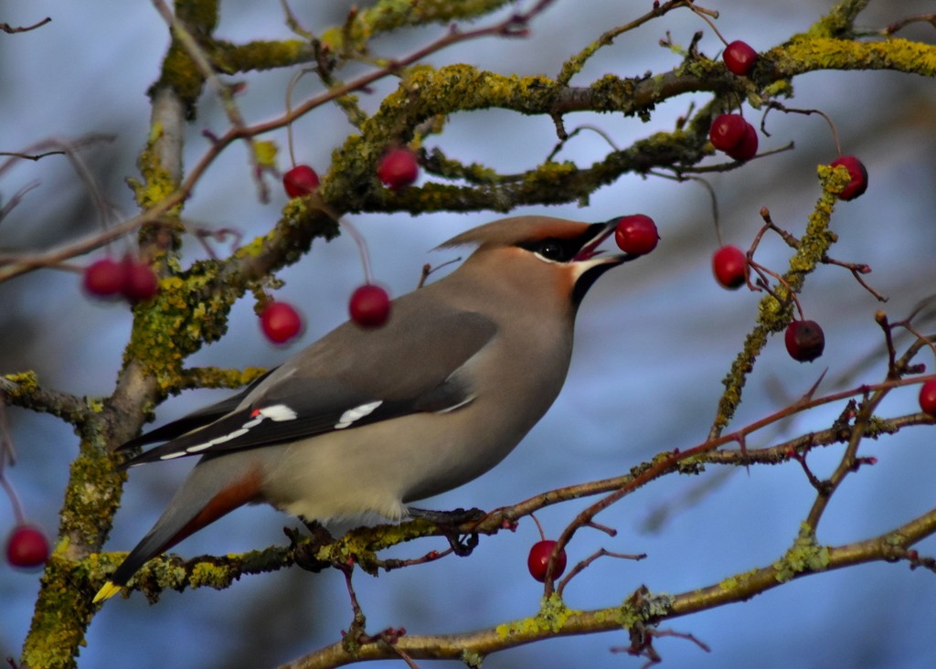 Bohemian Waxwing - ML643099566