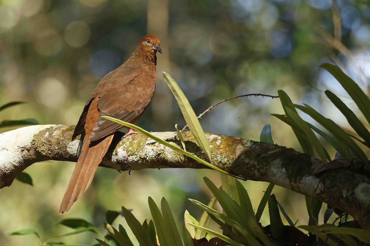 Brown Cuckoo-Dove - ML643099572