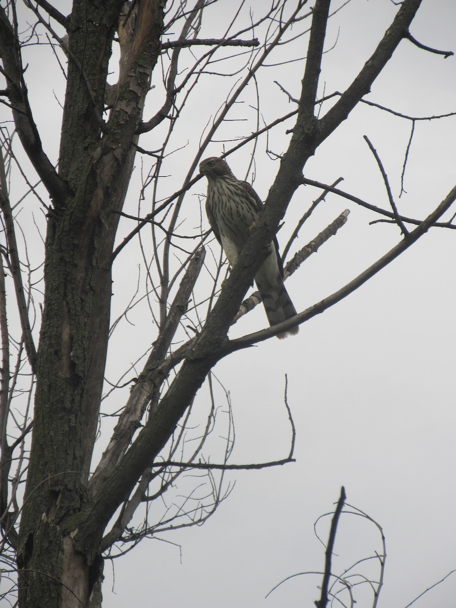 Cooper's Hawk - ML643099573