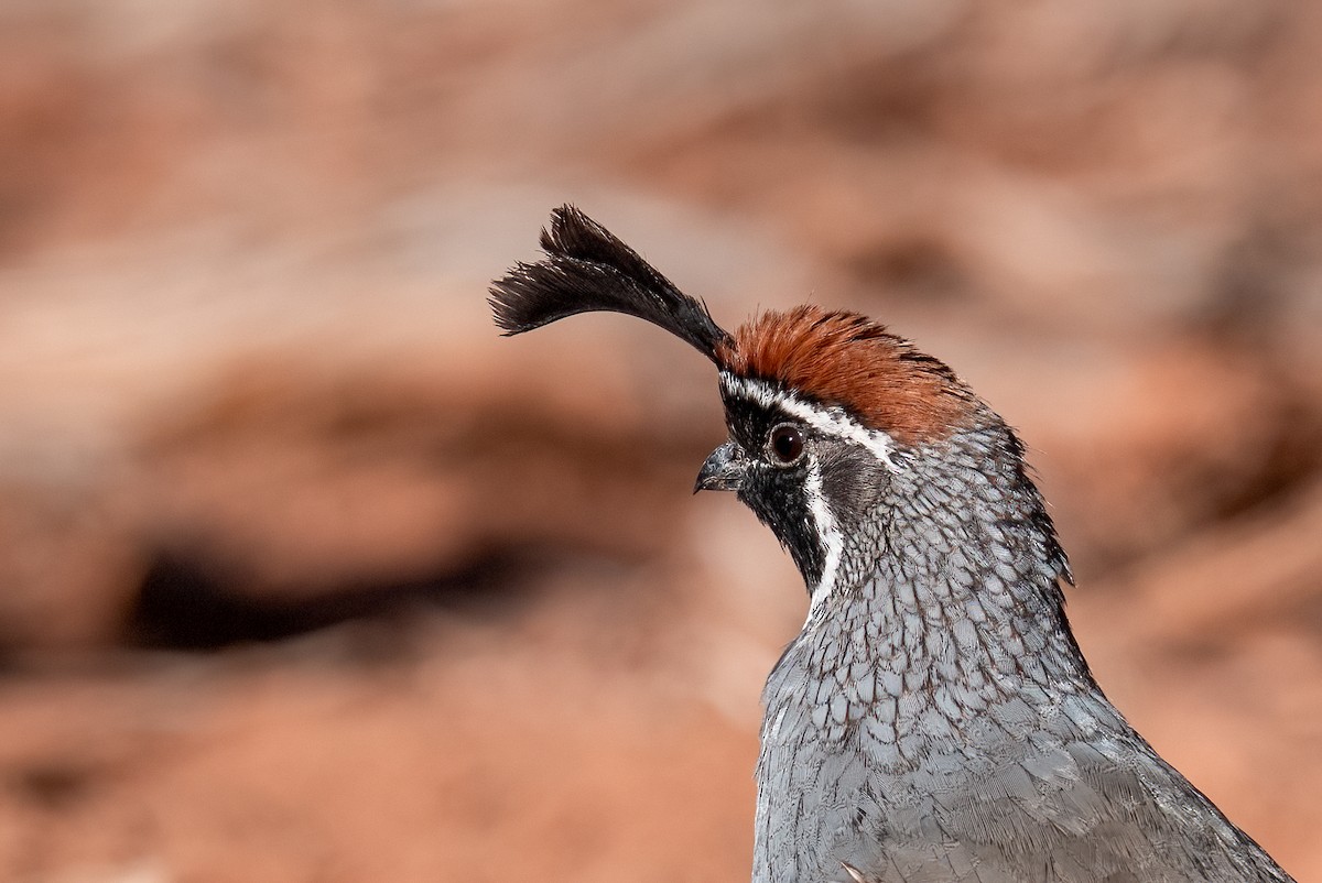 Gambel's Quail - ML643099641