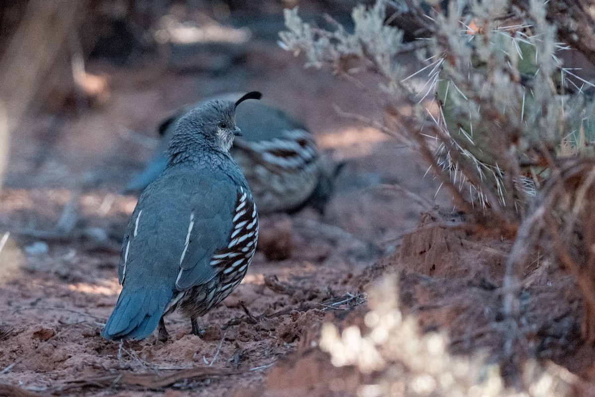 Gambel's Quail - ML643099642