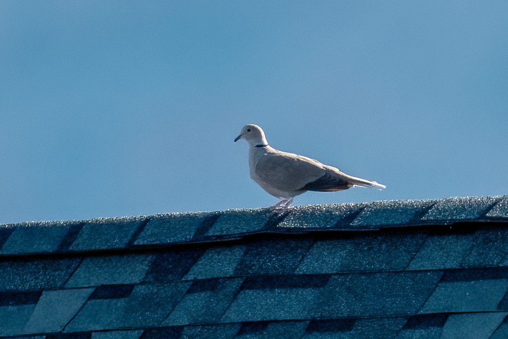 灰斑鳩 - ML643099644