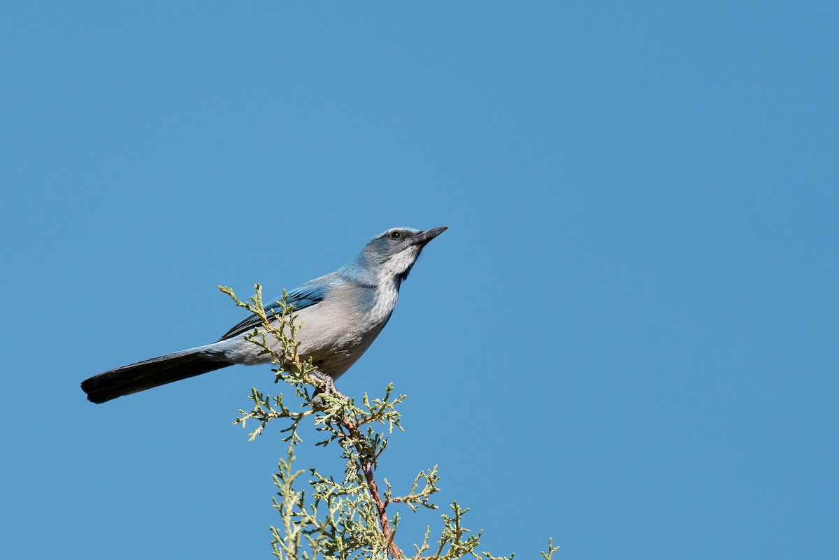 Woodhouse's Scrub-Jay - ML643099651