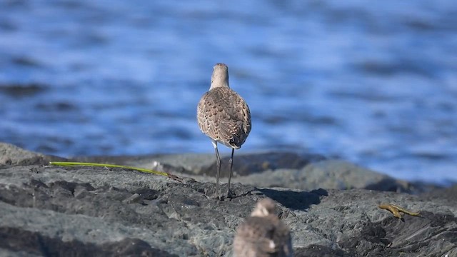 Hudsonian Godwit - ML643099655