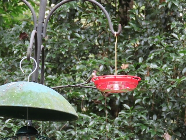 Ruby-throated Hummingbird - ML643099661