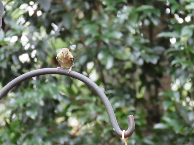 American Goldfinch - ML643099676