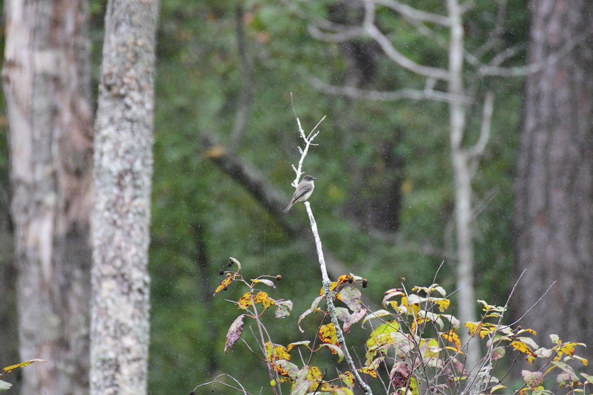 Eastern Phoebe - ML643099682
