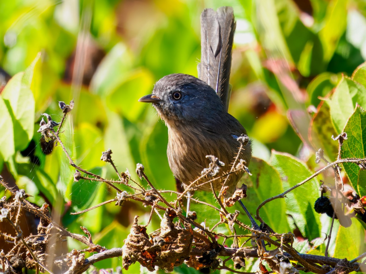 Wrentit - ML643099687