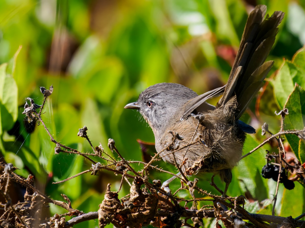 Wrentit - ML643099688