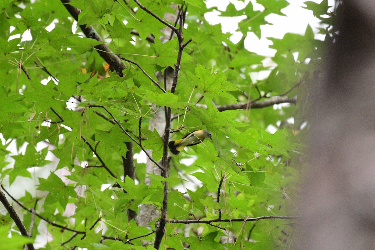 American Redstart - ML643099699