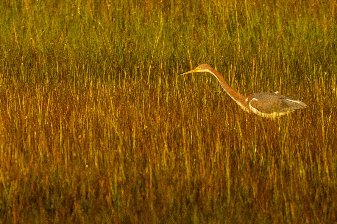 Tricolored Heron - ML643099713