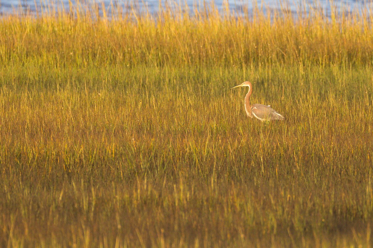 Tricolored Heron - ML643099714