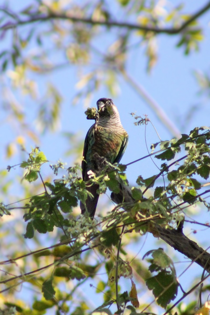 Green-cheeked Parakeet - ML643099717