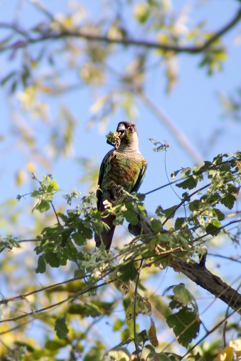 Green-cheeked Parakeet - ML643099718