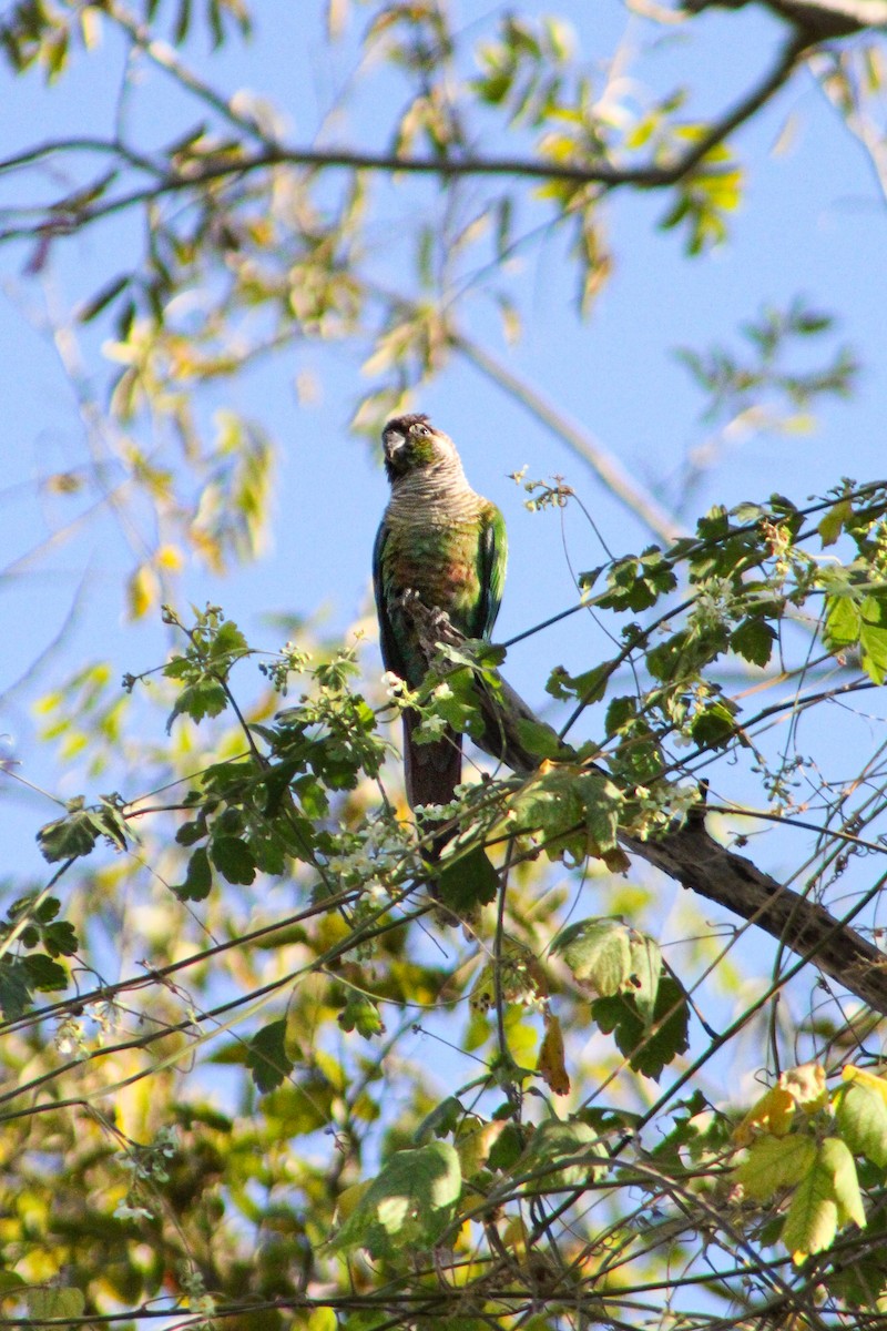 Green-cheeked Parakeet - ML643099719