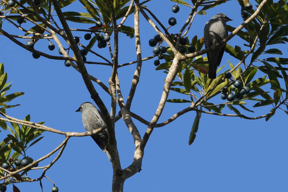 Barred Cuckooshrike - ML643099738