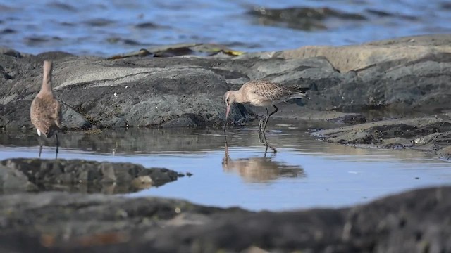 Hudsonian Godwit - ML643099740