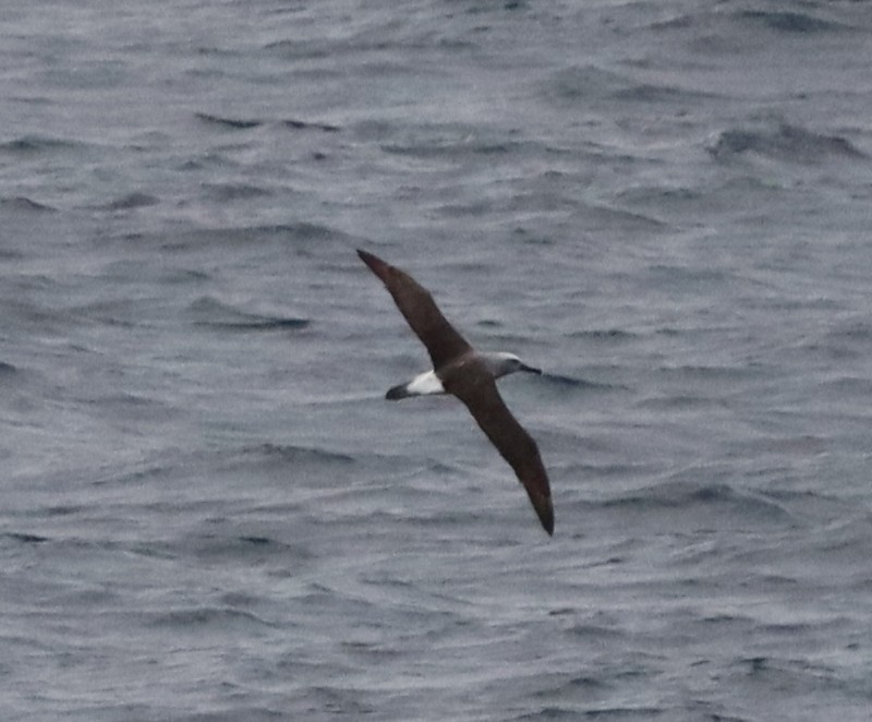 Salvin's Albatross - ML643099742