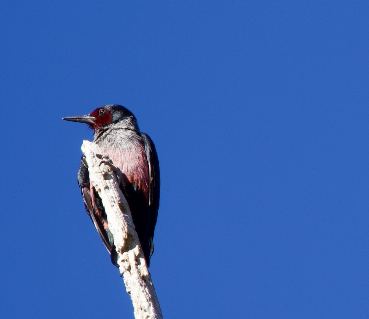 Lewis's Woodpecker - ML643099748