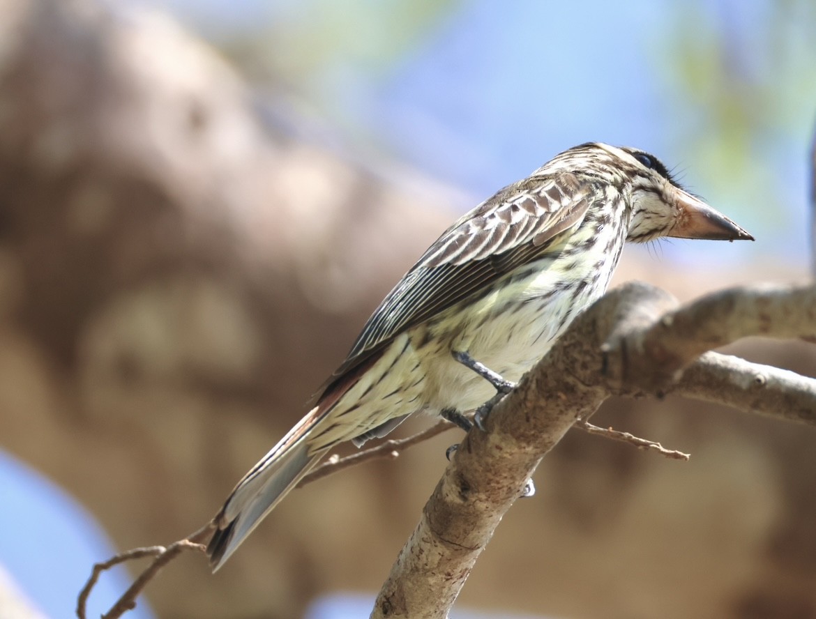 Streaked Flycatcher - ML643099767