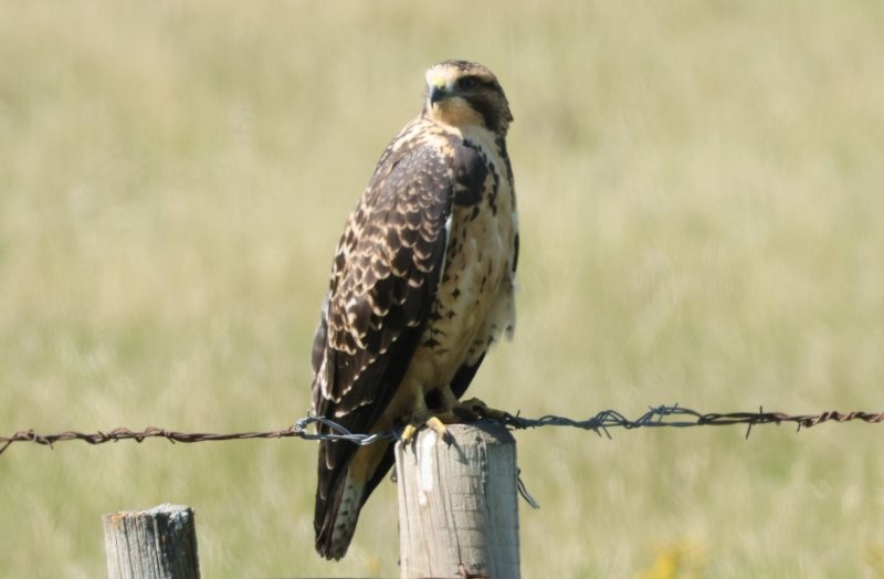 Swainson's Hawk - ML643099777