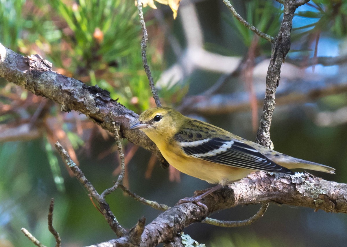 Braunkehl-Waldsänger - ML643099782