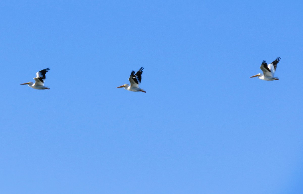 American White Pelican - ML643099787
