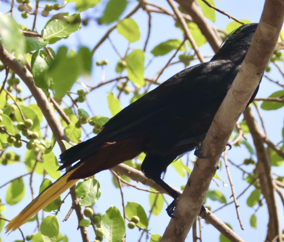 Crested Oropendola - ML643099808